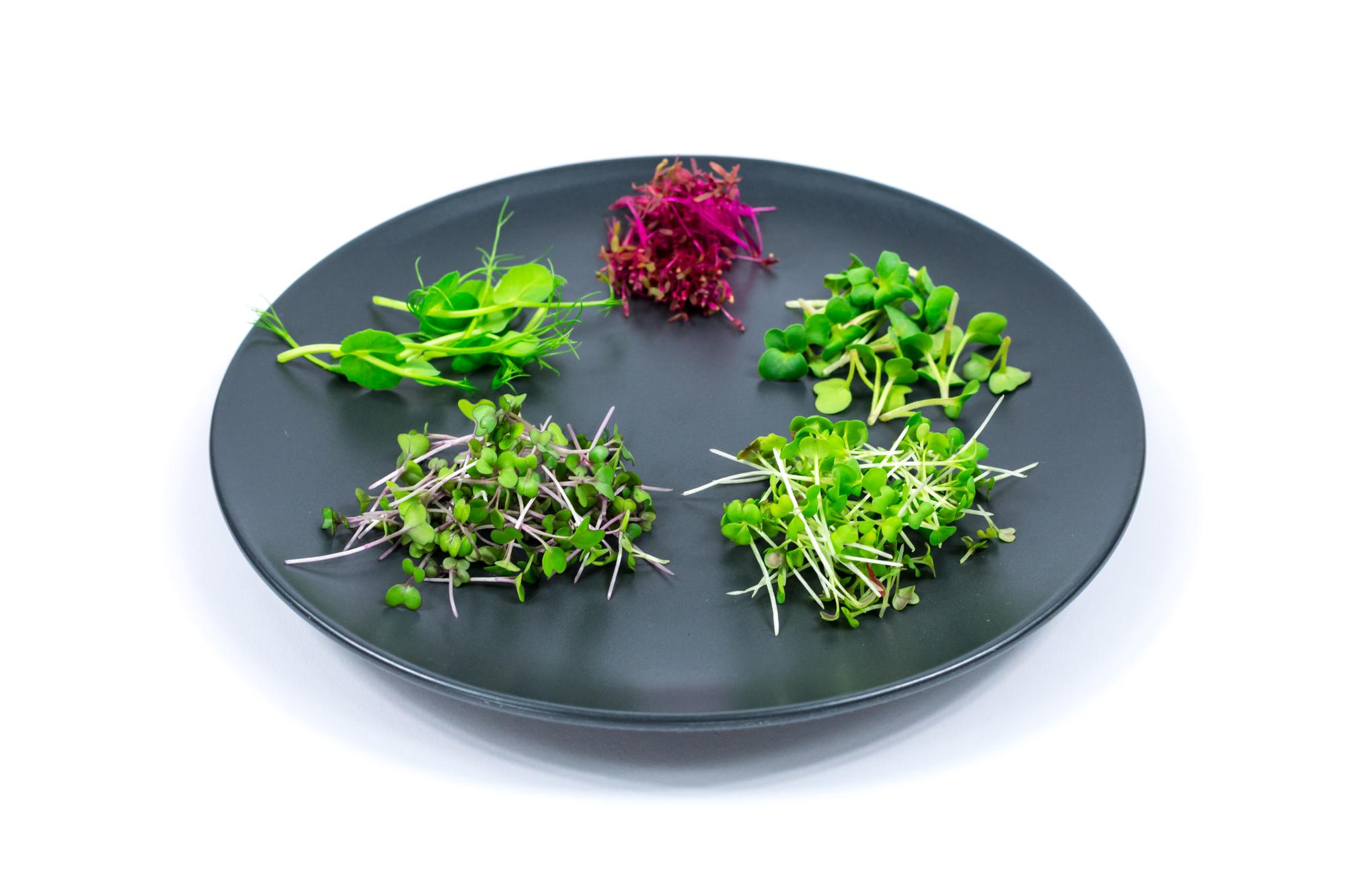 close up plated starter with herbs